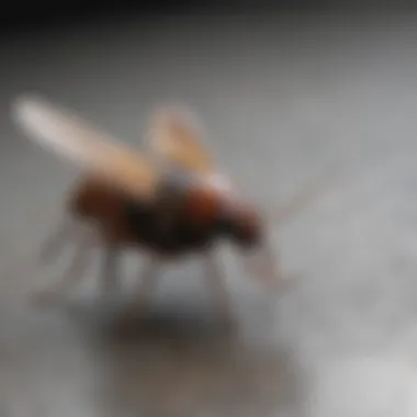 Flying Roach Identification Close-up of a flying roach on a surface