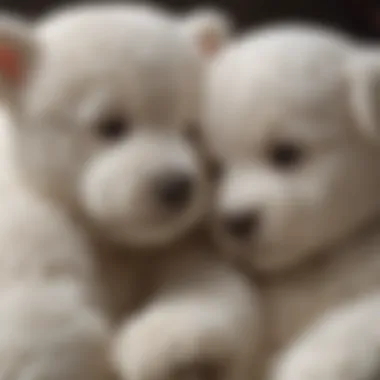 White teddy bear puppy cuddling with a child