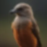 A rehabilitated bird ready for release