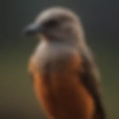 A rehabilitated bird ready for release