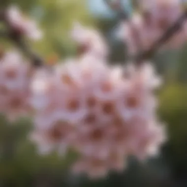 Close-up of delicate blossoms on a flowering tree