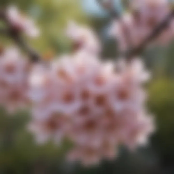 Close-up of delicate blossoms on a flowering tree