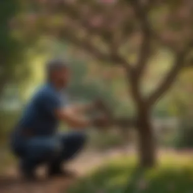 Gardener tending to a flourishing year-round flowering tree