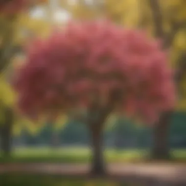 Vibrant year-round flowering tree showcasing its blooms in a city park